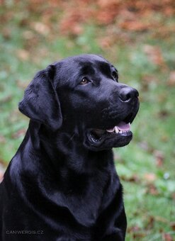 Labrador retriever - 5