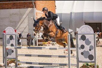 Prodám sportovního koně - klisnu 9 let. - 5