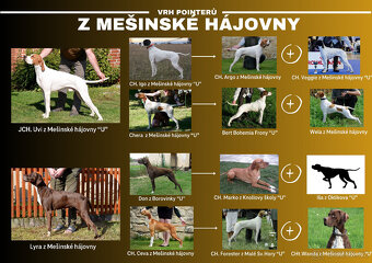 Štěňátka pointerů CHS z Mešinské hájovny - 5