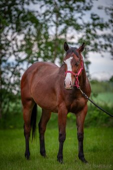 Krásný a ultra hodný QH hřebec, TOP původ reining,cowhorse - 5