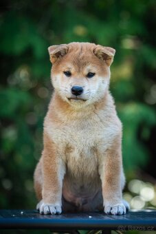 Štěňata Shiba Inu s PP ČMKU/FCI - 5