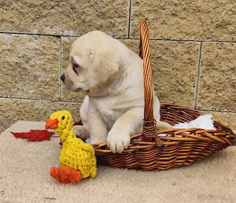 Nabídka štěňat labradorského retrievera - 5