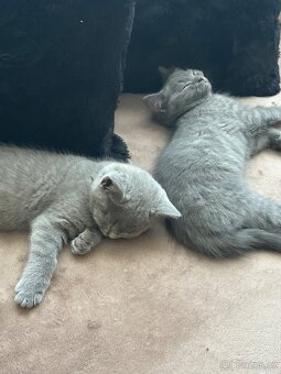 Britská koťátka - 5