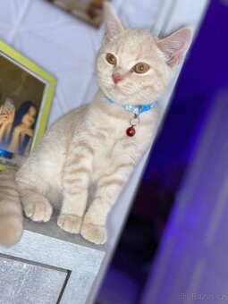 Křížená britská kočka - 5