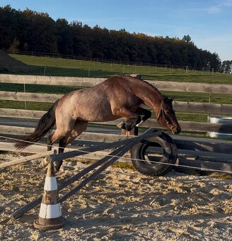 Welsh kobylka sekce B - 5