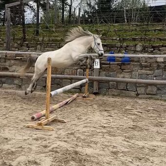 Pony A prodej - valach, 8 let - 5