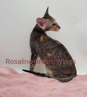 Orientální kočka s PP Rosaline - 5