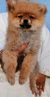 POMERANIAN - 5