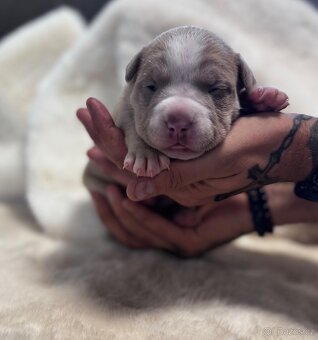 American Bully Classic/ Standard - 5
