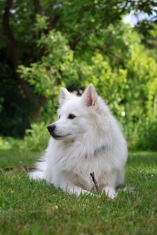 Německý špic střední ke krytí - 5