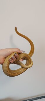 Užovka červená - 5