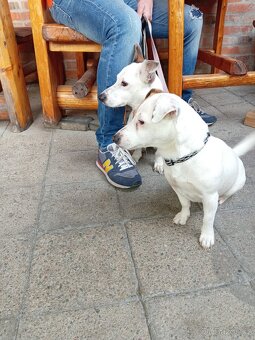Jack russel teriér (pes) - 5