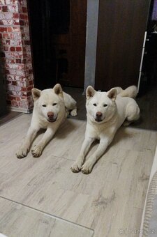 Akita Inu bílá štěňata - 5