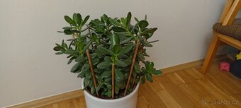 Tlustice ( crassula ovata) - 5