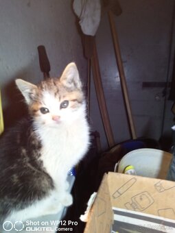 Darujeme koťátka - do dobrých rukou - 5