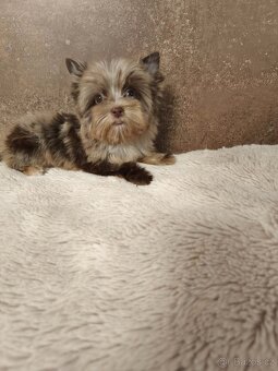 Jorkširský teriér štěňátka s pp - 5