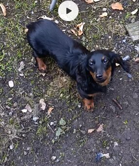 Jezevčík štěně - 5