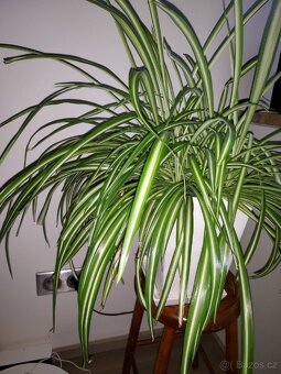 Mix pokojových rostlin 
Cena dohodou, vyzvednutí Praha 8 - 5