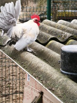 Zakrslí kohouti - 5