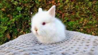 Zakrslý králík, králíček - (TEDDY) - HERBERT A HEIDY - 5