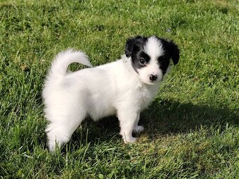 Malý kontinentální španěl / papillon - fenky phalene s PP - 5