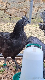 Kohouti Ayam Cemani, Cemanské slepice - 5