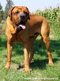 Tosa inu krycí pes - 5