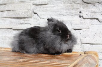 Bailey - 5