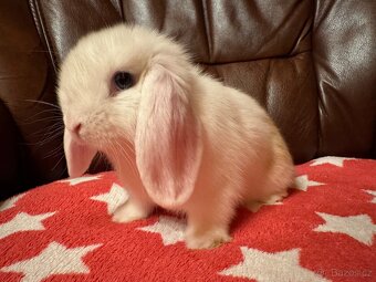 Elliot a Ellie - zakrslí beránci/minilop - 5