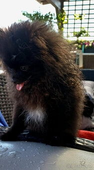 Pomeranian černá fenka s PP - 5