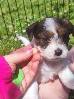 Jack Russell teriér ( Rusel teriér) s PP - 5