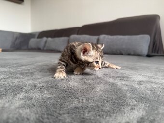 Bengalska kočka, koťatá s rodokmenem - 5