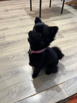 Pomemarian (německý špic malý) - 5