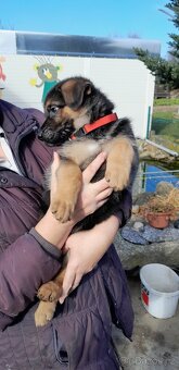 Štěňata německého ovčáka  bez PP - 5