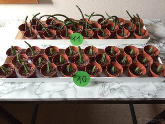 Kaktusy a sukulenty 30 Kč za kus - 5