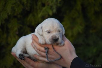 Zlatý retrívr štěně s PP - 5