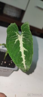 Syngonium různé druhy - 5