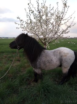 Připouštění shetland pony - 5