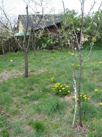Zahrada - Stavební pozemek - 5