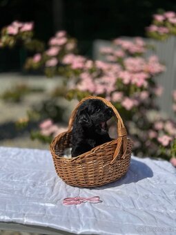 Flat Coated Retriever - štěňátka s PP - 5