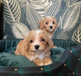 Maltipoo štěňátka - 5