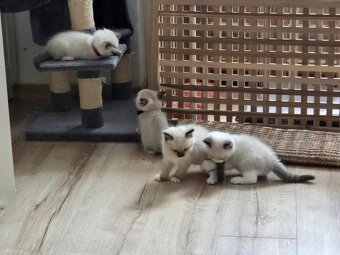 Koťata RagDoll kocouři - 5