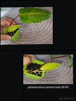 syngonium, monstera, epipremnum, philodendron - 5