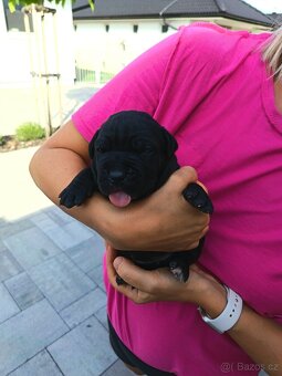 Cane Corso - 5