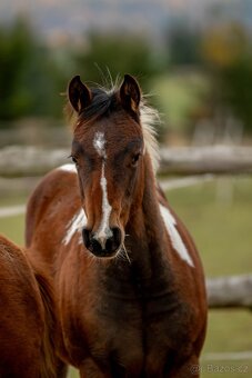 Letošní paint horse klisnička - 5