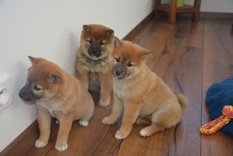 Shiba s průkazem původu - 5