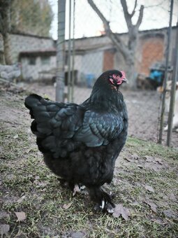 Dvě letošní slepice - 5