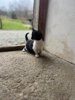 Koťata k odběru - 5