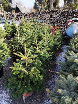 Vánoční stromeček v květináči - 5