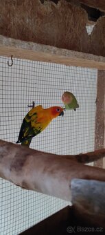 Agapornis růžohrdlý - 5